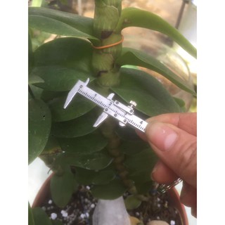 Thước kẹp mini chuyên dùng để đo keiki, thân Phong Lan