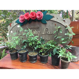 Combo 2 chậu hồng giống sapa và 1 vân khôi