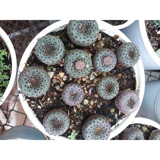 xương rồng chuột thái