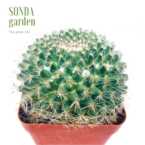 Xương rồng bánh sinh nhật SONDA GARDEN size bé 5-8cm, xuất xứ Đà Lạt, khoẻ đẹp, lỗi 1 đổi 1