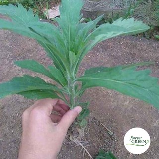 Cây ngải dại khô [1KG] - Điều trị viêm da cơ địa hiệu quả - FG194