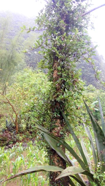 Hạt mác púp Cao Bằng 1kg (kèm 01 túi lọc) | BigBuy360 - bigbuy360.vn