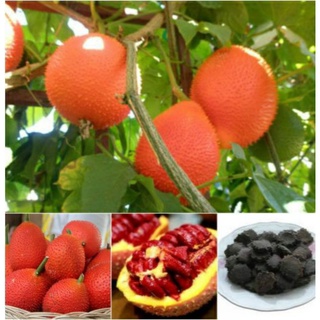 cầy giống gấc nếp chuẩn hình
