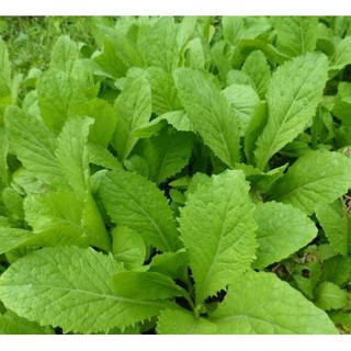 Hạt giống cải ăn non Baby SV no1 của Sen Vàng Seeds