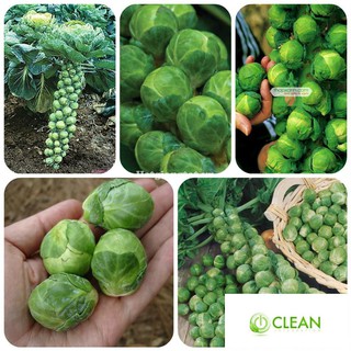Hạt giống Bắp cải xanh tí hon