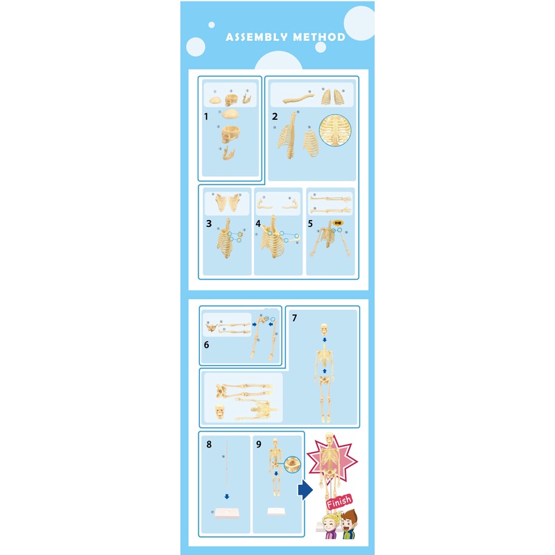 Bộ Đồ Chơi Mô Hình Xương Người 3D Lắp Ráp DIY Dành Cho Trẻ Em