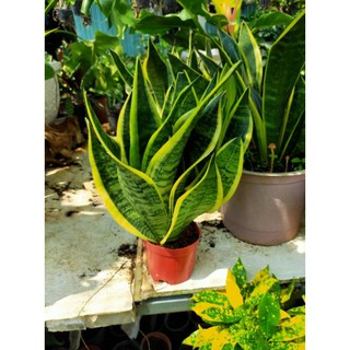 Lưỡi hổ thái viền vàng