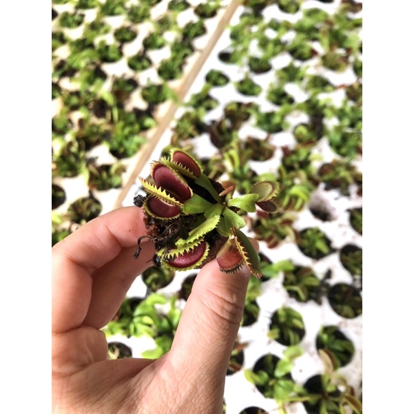 Combo 5-12 Cây bẫy kẹp