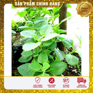 Hạt Giống Rau Húng Lá Chanh