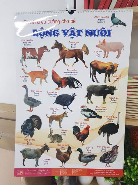 Bảng chữ cái lò xo (12 chủ đề)