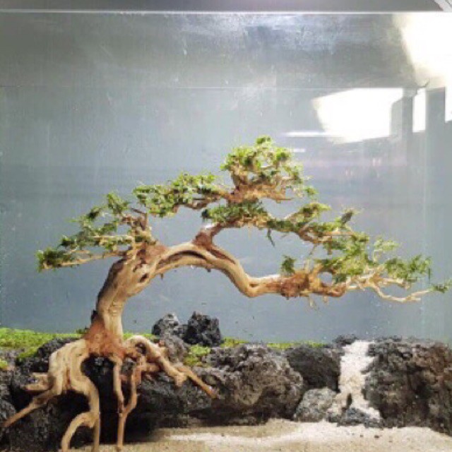 [Tuỳ trọn kích thước] lũa Bonsai Cao Cấp Trang Trí Hồ Cá Thuỷ Sinh