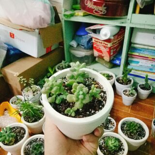 Combo 6 chậu xương rồng