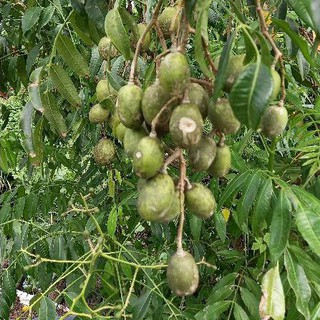 Cây Cóc siêu trái || trồng chậu cảnh || trồng sân vườn