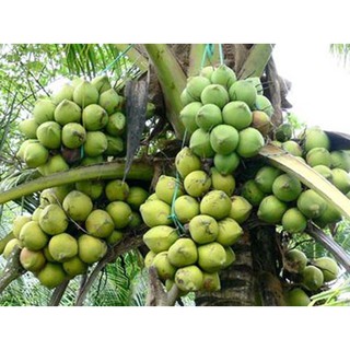 Dừa sáp đặc sản Trà Vinh 0,8 - < 1kg