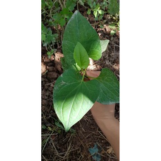 cây giống rau diếp cá ( 3 cây )