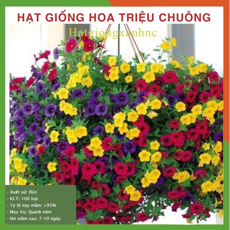 100 hạt giống triệu chuông, dễ trồng, kháng bệnh tốt