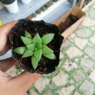 Sen guốc - sen đá