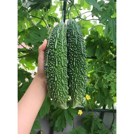 Hạt giống khổ qua gai xanh KNS01 F1  - Gói 5 hạt