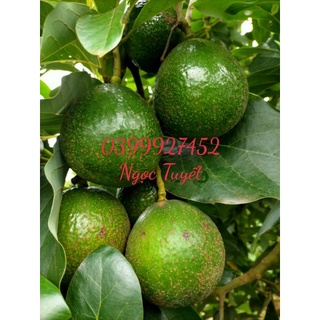 1Kg Bơ Booth ( Bơ Trái Tròn to)