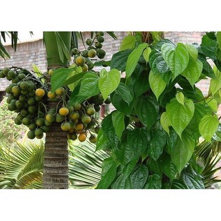 Trầu Không - Cây Cảnh