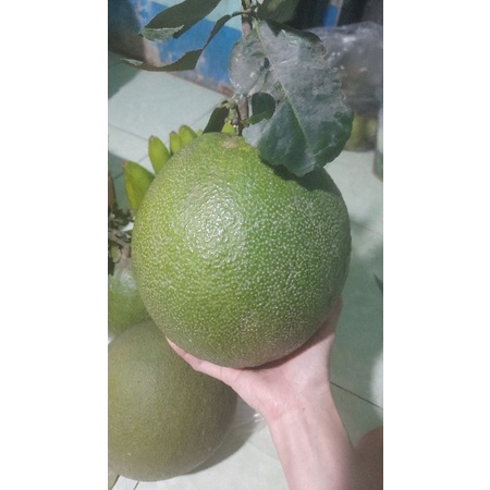 bưởi da xanh trái lớn(tính ký trái từ 1 kg 6_1kg 8)