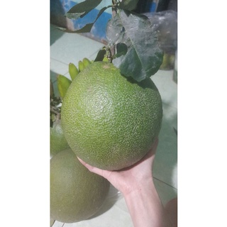 Bưởi da xanh trái lớn