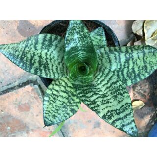 Cây lưỡi hổ xanh lùn