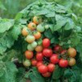 20h hạt giống cà chua cherry đỏ lùn