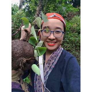 Củ bình vôi bột