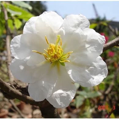 HẠT GIỐNG Cây Hoa Bạch Mai Quý Hiếm