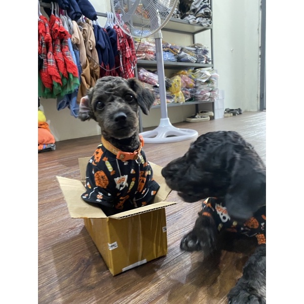 Áo thun có tay cho chó mèo