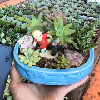 Combo sen đá mống rồng
