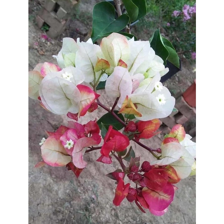 cây hoa giấy giống cao 50 cm,siêu hoa,hoa lâu tàn