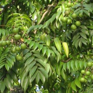 COMBO 2 CÂY GIỐNG SẤU GHÉP,SẤU HẠT CAO TỪ 60_80CM