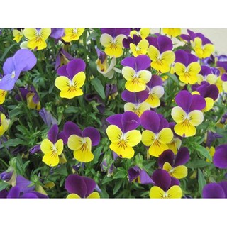 Hạt giống hoa viola pansy