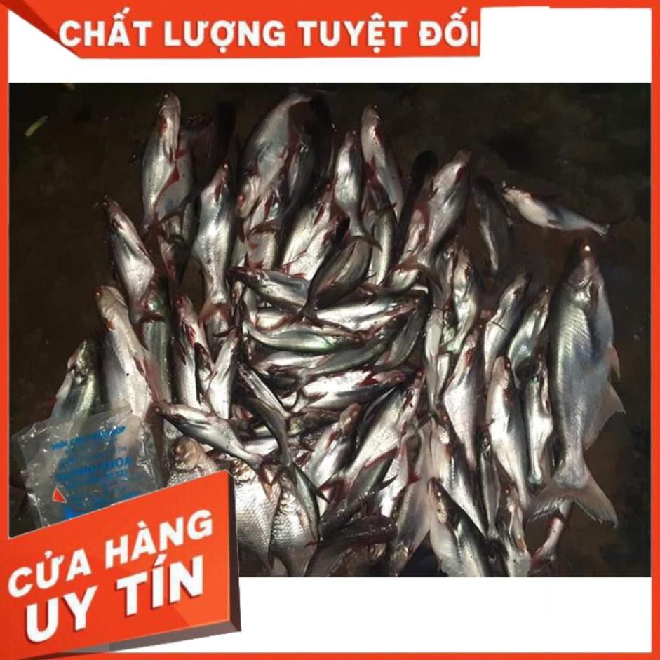 CÁM HUỲNH KHOA CÂU CÁ SIÊU NHẠY- MỒI CÂU CÁ HUỲNH KHOA TRA,TRÊ,MÈ,CHÉP,RÔ PHI