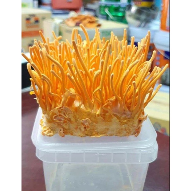 Đông trùng hạ thảo tươi 200gr