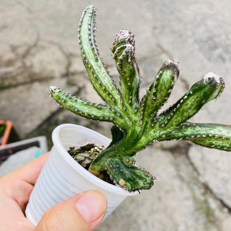 Một nhánh xương rồng ngẫu nhiên