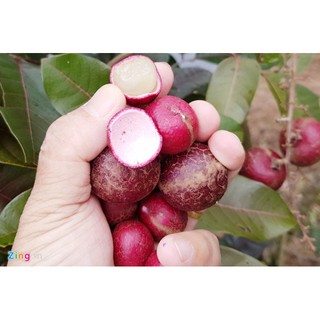 Cây Nhãn Tím