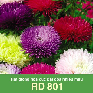 Hạt Giống Hoa Cúc Đại Đóa Nhiều Màu RD 801