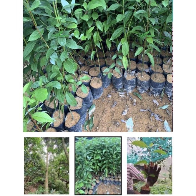 Cây Gù Hương  còn gọi là  là xá xị. gù hương, xá xị, cây gù hương