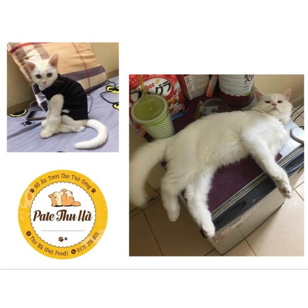 Pate Tươi Cho Mèo Vị Bò Hộp 500g Giàu Protein, Vitamin & Khoáng Chất Duy Trì Và Phát Triểu Khối Lượng Cơ Bắp