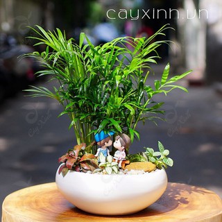 CÂY CAU TIỂU TRÂM ( cÂY PHONG THỦY )