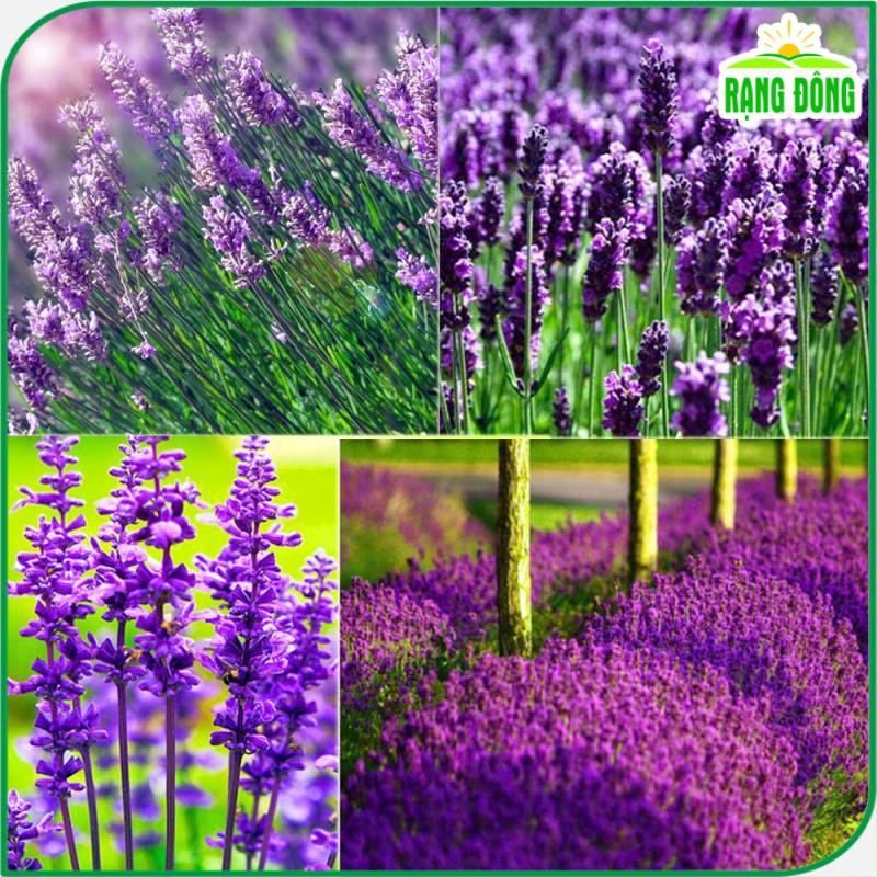 Hạt Giống Hoa Oải Hương (Hoa Lavender) Cắt Cành hoặc Trồng Chậu