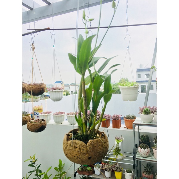 Combo 10 gáo dừa dk 13-15cm trồng lan, cây cảnh... hoa văn sắc nét, gáo tròn đều