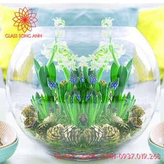 Chậu thủy tinh trang trí, chậu thủy tinh trồng cây thủy sinh, bể cá mini để bàn T01