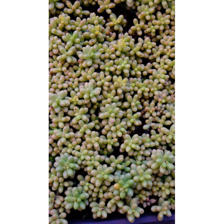 (SEDUM HERNANDEZII) SEN ĐÁ TRỨNG RÙA XANH THƠM