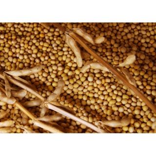 1kg đậu nành_ đỗ tương quê