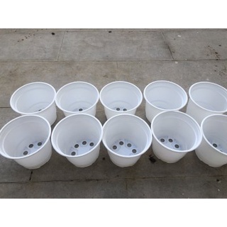 Bộ Trồng Cỏ Mèo