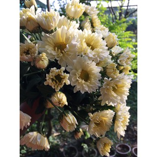 🌹Cúc đổi màu 🌹